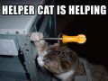 Pomagający kot jest pomocny