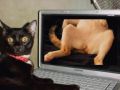 Twoj kot ogląda pornografie