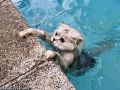 Kot na basenie