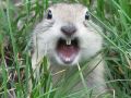 Zdziwiony królik