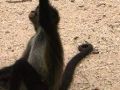 Sprytna małpk
