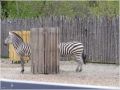 Zebra przegubowa